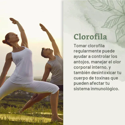 Vista 2 de Clorofila líquida, gotas líquidas para apoyo del sistema inmunológico, desodorante interno natural - Gotas de clorofila vegana con glicerina