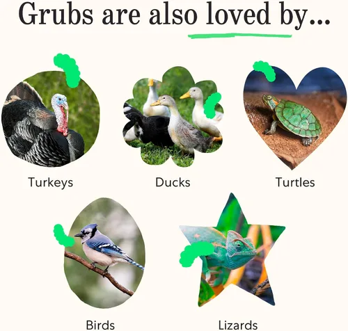 Vista 6 de Grubbly Farms Grubblies - Larvas de mosca soldado negro para pollos - Golosinas de pollo cultivadas en los Estados Unidos y Canadá - para cáscaras
