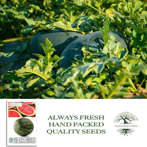 Vista 4 de Cultiva enormes sandías gigantes de Florida, más de 25 semillas de reliquia sin OMG de Isla's Garden Seeds, melones masivos de 40 a 50 libras