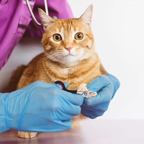 Vista 6 de Bolsa de baño para gatos, kit de aseo para ducha de gato, 10 piezas, negro y azul