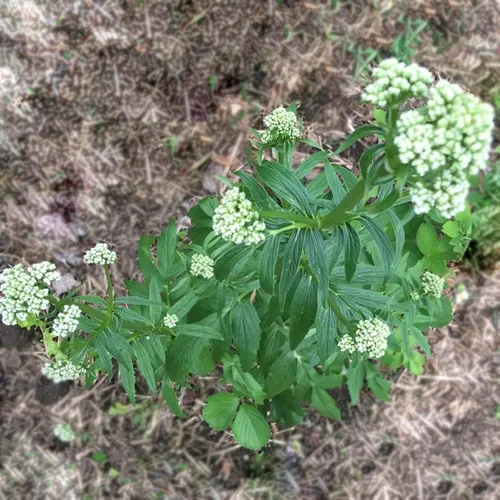 Vista 3 de Smoke Camp Crafts Planta de hierba de valeriana orgánica (Valeriana officinalis) Planta viva en maceta de 2.5 pulgadas, cura, heliotropo de jardín