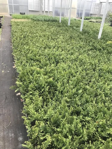 Vista 5 de 10 Arborvitae Green Giant Thuja Plicata 2.5 pulgadas Pot 6-12" Alto
