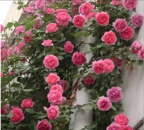 Vista 7 de 1000 semillas + Muti Color Mix Rose Seeds - Flores exuberantes, perennes, mariposa fragante trepadora de vid, semillas de flores. Semillas de rosa