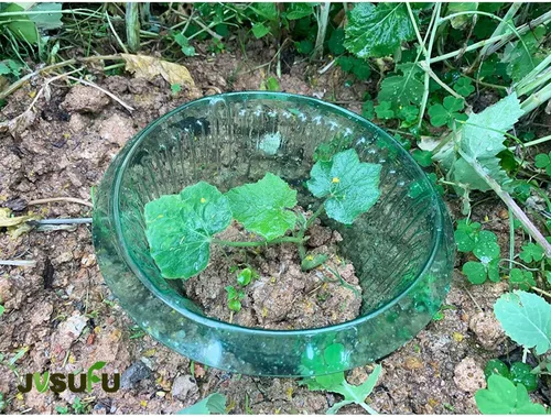 Vista 7 de Collares de babosas para plantas, collar de babosa para proteger las plantas de caracoles y babosas 6 piezas