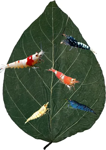 Vista 8 de Awesome Aquatic Hojas para Camarones y Betta Catappa/Almendra India, Dadap, Morera Hábitat Natural Productor de Taninos Mejora la Inmunidad Fácil