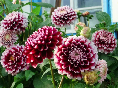 Vista 3 de Semillas Dahlia Pompon Mix - Orgánico