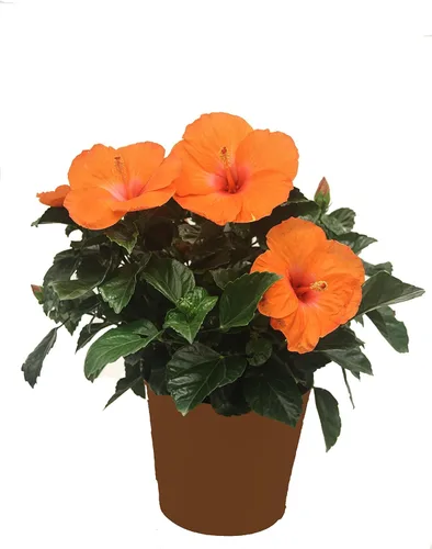 Vista 2 de Costa Farms Plantas tropicales de hibisco prémium para exteriores, maceta de cultivo de 3 cuartos de galón, 16 pulgadas de alto, flores naranjas