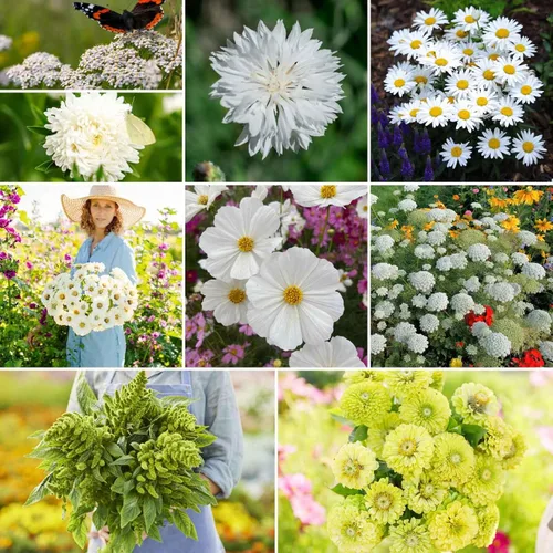 Vista 12 de Eden Brothers Zinnia Seeds - Mezcla de California Giants, semillas sin OMG para plantar, 5 libras Semillas de flores de bajo mantenimiento