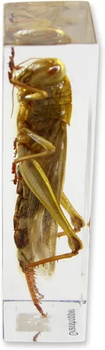 Vista 2 de Grasshopper Pisapapeles (1 5/8 X 4 3/8 X 1 1/8")