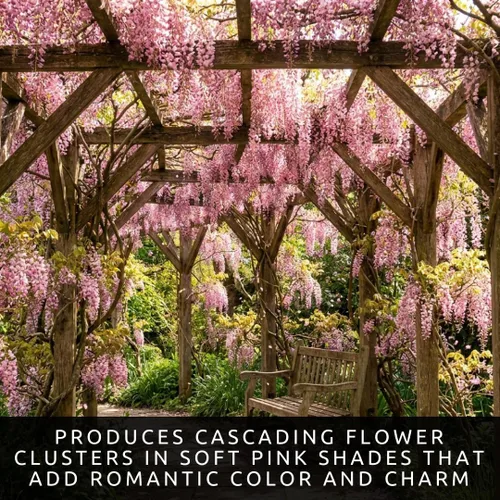 Vista 2 de 5 semillas de árbol bonsái de glicina rosa para plantar, Wisteria Floribunda, semillas de bonsái para plantar, semillas de árbol en flor, enredadera