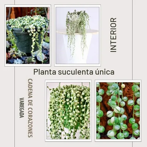 Vista 2 de Cadena de perlas abigarradas Planta suculenta viva, planta