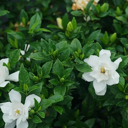 Vista 2 de Pillow Talk® Gardenia jasminoides - Ganadores probados - Maceta de 4