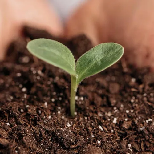 Vista 2 de Park Seed Nature's Aid - Inoculante de suelo para jardín, mejora la fertilidad del suelo para frijoles, guisantes y arveja, aumenta la fijación