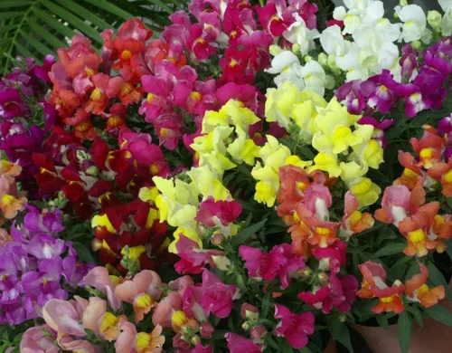 Vista 5 de Semillas Snapdragon Mix Low Dwarf Annual Outdoor Garden Flower for Planting Heirloom Non GMO