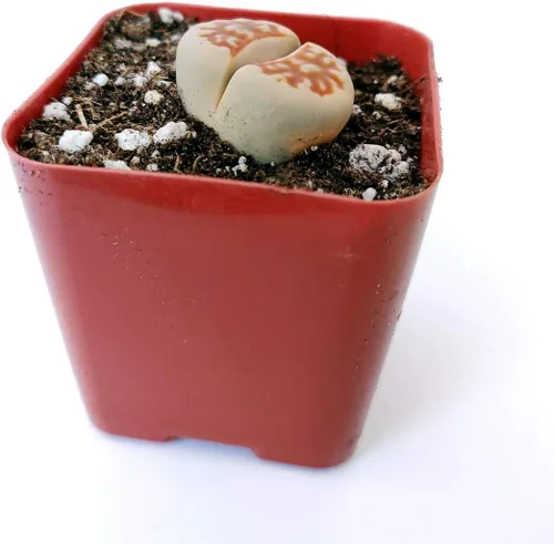 Vista 4 de Lithops - Suculenta de cactus de piedra cruda de piedras vivas, decoración única de regalo (2 pulgadas)