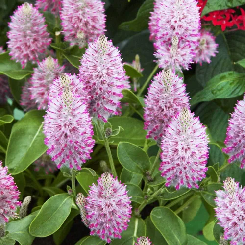 Vista 7 de Outsidepride 10 semillas anuales Ptilotus Exaltatus Joey Garden Flower Seeds para plantar