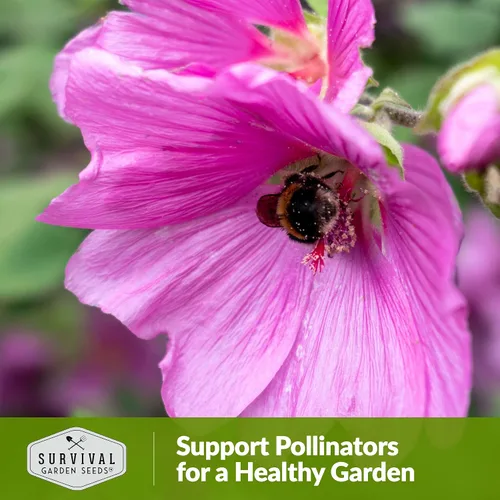 Vista 5 de Survival Garden Seeds - Semilla de malva rosa para plantar - Paquete con instrucciones para plantar y cultivar flores silvestres nativas