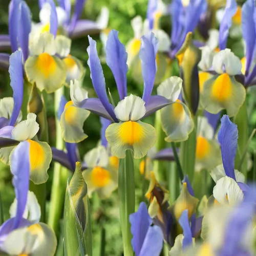 Vista 3 de Votaniki Montecito & Miss Saigon Iris Mix Bulbos – Iris holandés perenne, flores fragantes Floración de primavera 15 bombillas Montecito y 15