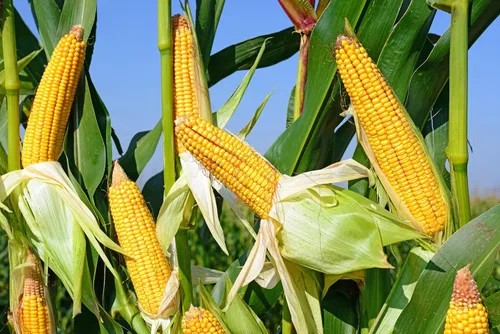 Vista 2 de Semillas Azúcar Maíz Dulce Gigante Heirloom Vegetal No GMO para Plantar