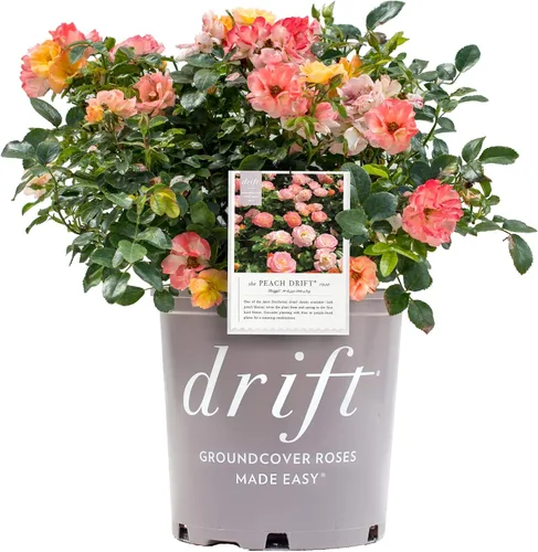 Vista 9 de Drift Roses - Rosa Apricot Drift (Rosa), flores de albaricoque dobles, #2 - Contenedor