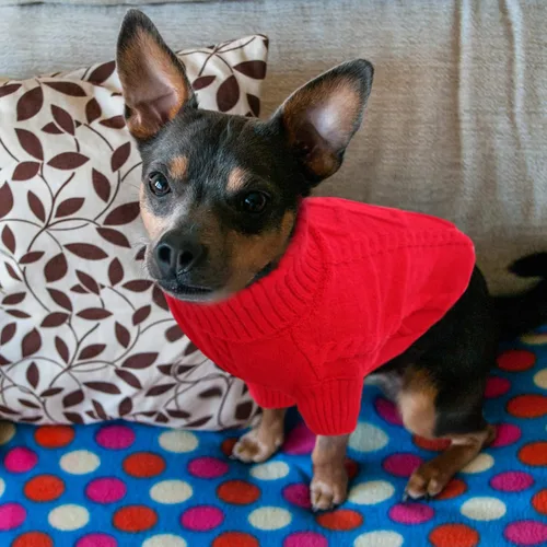 Vista 95 de Queenmore - Suéter de punto trenzado con cuello alto para perros pequeños, para climas fríos, para chihuahua, bulldog, teckel, carlino y yorkie, XS