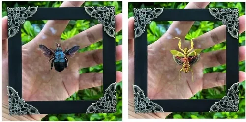Vista 103 de 2 Real Dragonfly Specimens Shadow Box Framed Insect Display Oddities Curiosities Entomology Collection Natural History Wall Decor Gift for Nature