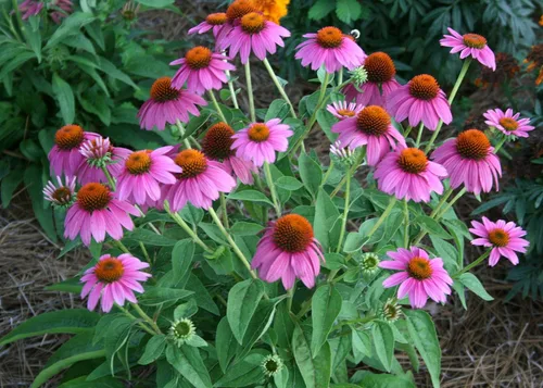 Vista 2 de Purple Equináceas 100 semillas, hermosas flores moradas