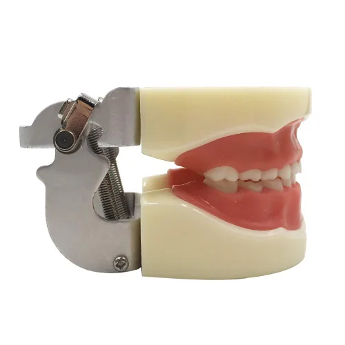 Vista 3 de Typodont - Modelo de dientes para niños, con 24 dientes extraíbles, compatible con Kilgore Nissin para enseñanza, estudio