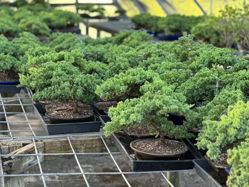 Vista 4 de Árbol bonsái de enebro enano vivo, en maceta de plástico, 3 años, 100% hecho a mano, bonsái para exteriores, regalo único para cumpleaños