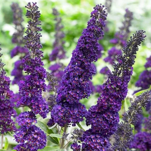 Vista 8 de Planta viva de arbusto de mariposa negro-morado, 5-10 pulgadas de alto