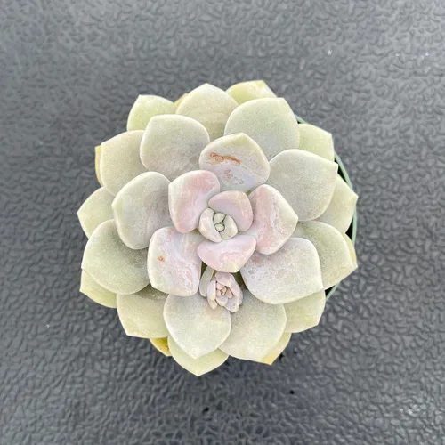 Vista 4 de Plantas suculentas vivas (Cotyledon Orbiculata cv. Long Leaf Variegated), suculentas en maceta de fácil cuidado, aproximadamente 4" de diámetro x 4