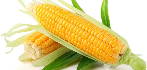 Vista 6 de Semillas Azúcar Maíz Dulce Vegetal de la reliquia para plantar No-GMO