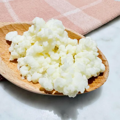 Vista 2 de Granos de kéfir, Kefit de NatuDelight. 2 cucharadas de granos de kéfir de leche, Cultivo iniciador de kéfir activo vivo, inicio de producción