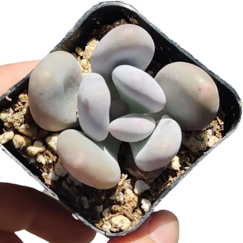 Vista 21 de Plantas de cactus suculentas vivas (2 pulgadas Opuntia Microdasy Golden Swirl Monstrose)