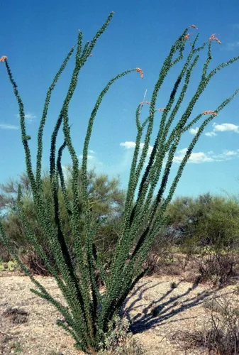 Vista 4 de 1117-Coachwhip, Ocotillo (Fouquieria splendens) Seeds de Robsrareandgiantseeds UPC0764425787174 - Semillas sin OMG, orgánicas, cultivador
