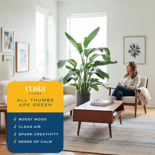 Vista 4 de Costa Farms White Bird of Paradise - Planta de interior viva, Strelitzia nicolai, planta tropical extra grande de 4 a 5 pies de alto, planta