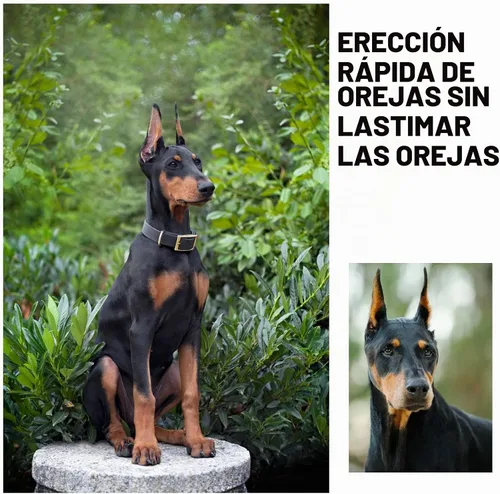 Vista 4 de Doberman - Kit de soporte para orejas de perro, herramienta de soporte para orejas de perro
