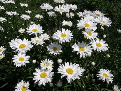 Vista 4 de Semillas Planta ornamental gigante de flores de manzanilla (margarita de bueye) Flores perennes para plantar sin OMG
