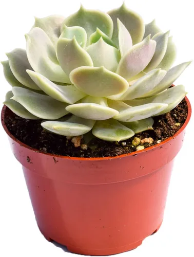 Vista 10 de Planta suculenta Echeveria viva - Suculenta Echeveria de 4 pulgadas con raíces completas (Echeveria Benitsukasa)