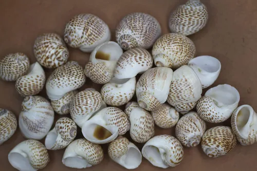 Vista 2 de Conchas marinas Natica Tigerina para cualquier proyecto de manualidades. Se venden en paquetes de 50 ~ Pequeñas, estampadas por la naturaleza y un