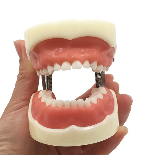 Vista 6 de Typodont - Modelo de dientes para niños, con 24 dientes extraíbles, compatible con Kilgore Nissin para enseñanza, estudio