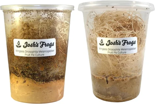 Vista 6 de Josh's Frogs Black Drosophila Hydei Fly Culture, 32 oz - Recién comenzado Negro Hydei