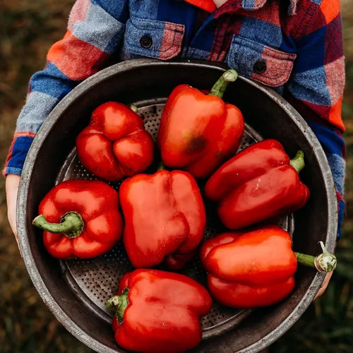 Vista 2 de Ozark - Pimiento morrón gigante - 25 semillas de pimiento tradicional