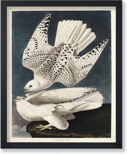 Vista 29 de Poster Master Póster vintage de James Audubon – Impresión retro de amargo americano – Arte de aves de América – Regalo para hombres, mujeres