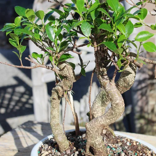 Vista 9 de Brussel's Bonsai - Árbol bonsái para interiores, M Live Ficus - Árbol bonsái de interior, maceta de cerámica, 7 años, fácil cuidado, listo