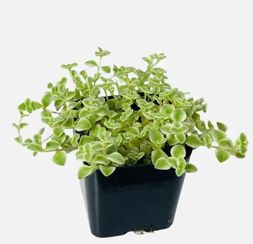 Vista 12 de Plantas suculentas vivas de USKC (Crassula de 2.5 pulgadas 'Spring time')