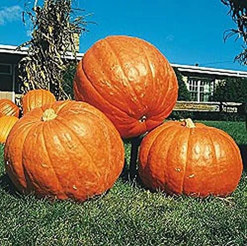 Vista 2 de Calabaza BIG MAX Great Heirloom Vegetal de Seed Kingdom 1 libra de semillas
