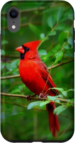 Vista 25 de Hermosa cardenal pájaro rojo escena de la naturaleza caso para iPhone 17
