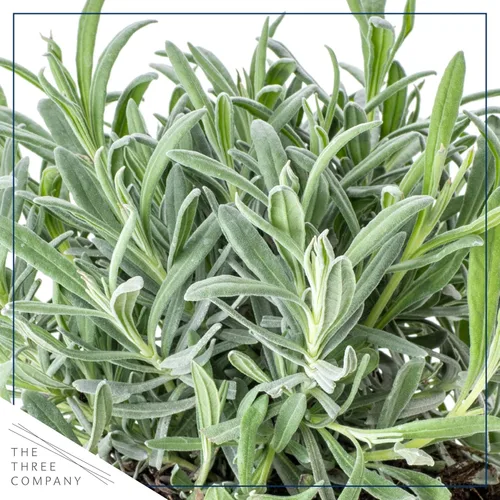 Vista 2 de Hierba aromática y comestible viva, lavanda (4 por paquete), potenciador natural del sueño, 6 pulgadas de alto por 4 pulgadas de ancho en 1 pinta