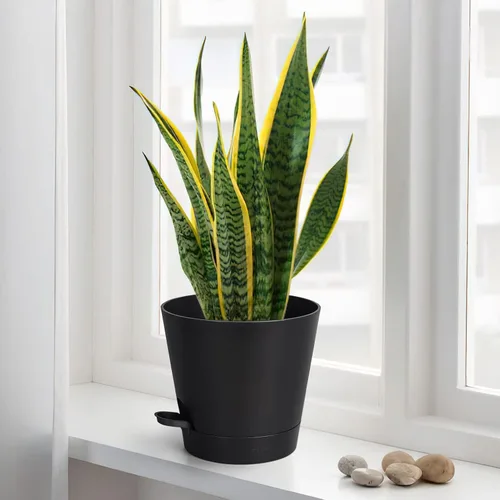 Vista 3 de Macetas de riego automático de 8 pulgadas para interiores, paquete de 6 macetas de plástico con agujeros de drenaje, color negro